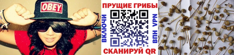 Галлюциногенные грибы Magic Shrooms купить сайты Кола
